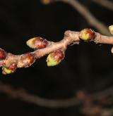 višeň jedoská <i>(Prunus ×yedoensis)</i> / Větve a pupeny