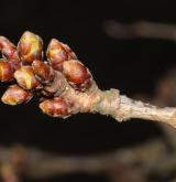 višeň jedoská <i>(Prunus ×yedoensis)</i> / Větve a pupeny