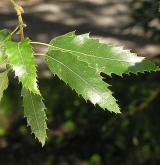 dub libanonský <i>(Quercus libani)</i> / List