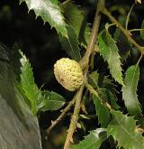 dub libanonský <i>(Quercus libani)</i> / Plod