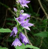 zvonek širokolistý <i>(Campanula latifolia)</i> / Květ/Květenství