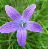 zvonek rozkladitý <i>(Campanula patula)</i> / Květ/Květenství