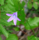 zvonek rozkladitý <i>(Campanula patula)</i> / Květ/Květenství