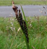 ostřice Bigelowova <i>(Carex bigelowii)</i> / Plod