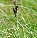 ostřice Bigelowova <i>(Carex bigelowii)</i> / Plod