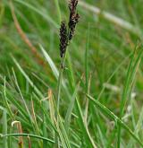 ostřice Bigelowova <i>(Carex bigelowii)</i> / Plod