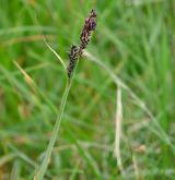 ostřice Bigelowova <i>(Carex bigelowii)</i> / Plod