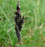 ostřice Bigelowova <i>(Carex bigelowii)</i> / Plod