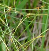 ostřice chudokvětá <i>(Carex pauciflora)</i> / Plod