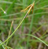 ostřice chudokvětá <i>(Carex pauciflora)</i> / Plod