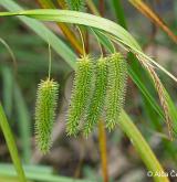 ostřice nedošáchor <i>(Carex pseudocyperus)</i> / Plod