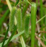 ostřice nedošáchor <i>(Carex pseudocyperus)</i> / Plod