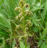 vemeníček zelený <i>(Coeloglossum viride)</i> / Květ/Květenství