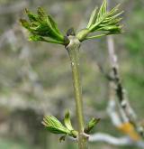 jasan ztepilý <i>(Fraxinus excelsior)</i> / Větve a pupeny