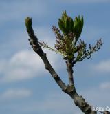 jasan ztepilý <i>(Fraxinus excelsior)</i> / Květ/Květenství