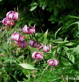 lilie zlatohlavá <i>(Lilium martagon)</i> / Habitus