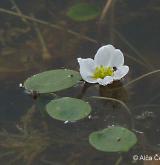 žabníček vzplývavý <i>(Luronium natans)</i> / Květ/Květenství