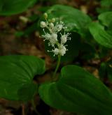 pstroček dvoulistý <i>(Maianthemum bifolium)</i> / Květ/Květenství