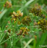 tolice měňavá <i>(Medicago ×varia)</i>