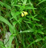 černýš lesní <i>(Melampyrum sylvaticum)</i> / Habitus