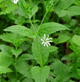 křehkýš vodní <i>(Myosoton aquaticum)</i> / Habitus