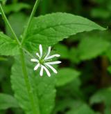 křehkýš vodní <i>(Myosoton aquaticum)</i> / Květ/Květenství