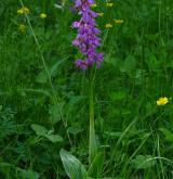 vstavač mužský <i>(Orchis mascula)</i> / Habitus