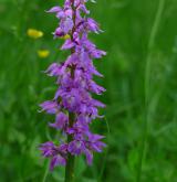 vstavač mužský <i>(Orchis mascula)</i> / Květ/Květenství
