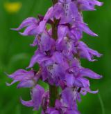 vstavač mužský <i>(Orchis mascula)</i> / Květ/Květenství