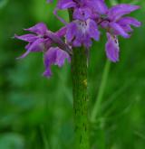 vstavač mužský <i>(Orchis mascula)</i> / Květ/Květenství