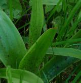 vstavač mužský <i>(Orchis mascula)</i> / List