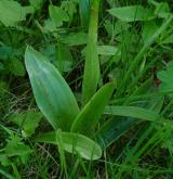 vstavač mužský <i>(Orchis mascula)</i> / List