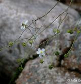 pryskyřník platanolistý <i>(Ranunculus platanifolius)</i> / Květ/Květenství