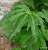 pryskyřník platanolistý <i>(Ranunculus platanifolius)</i> / List