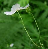 pryskyřník platanolistý <i>(Ranunculus platanifolius)</i> / Plod