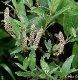 vrba laponská <i>(Salix lapponum)</i> / Plod