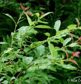 vrba slezská <i>(Salix silesiaca)</i> / Habitus