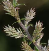 vrba  <i>(Salix ×incubacea)</i> / Květ/Květenství
