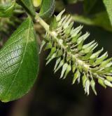 vrba velkolistá <i>(Salix appendiculata)</i> / Květ/Květenství