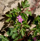 kakost purpurový <i>(Geranium purpureum)</i>