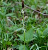 ostřice chlupatá <i>(Carex pilosa)</i> / Květ/Květenství