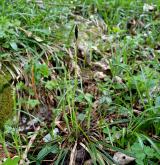 ostřice chlupatá <i>(Carex pilosa)</i> / Habitus