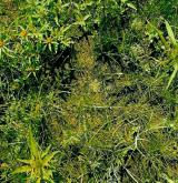 Vegetace nízkých jednoletých travin a bylin na obnažených dnech rybníků <i>(Eleocharition ovatae)</i>