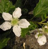 ostružiník  <i>(Rubus scissus)</i> / Květ/Květenství