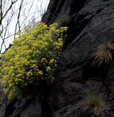 Hercynská skalní vegetace s kostřavou sivou <i>(Alysso-Festucion pallentis)</i>