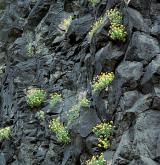 Hercynská skalní vegetace s kostřavou sivou <i>(Alysso-Festucion pallentis)</i>