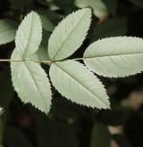 růže sivá <i>(Rosa glauca)</i> / List