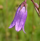 zvonek sibiřský <i>(Campanula sibirica)</i> / Květ/Květenství