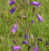 zvonek sibiřský <i>(Campanula sibirica)</i> / Habitus