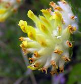 úročník bolhoj <i>(Anthyllis vulneraria)</i> / Květ/Květenství